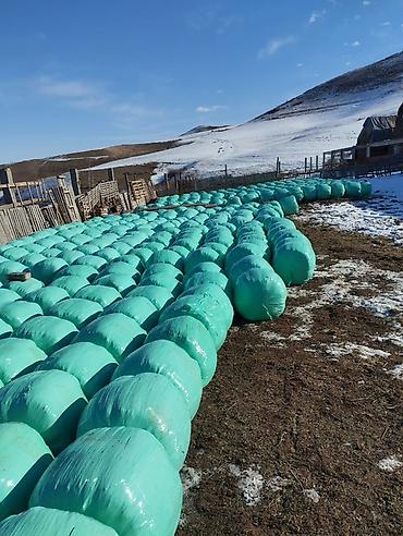 Корма для с/х животных: Силос 9 сомдон. Сенаж 12 сомдон. Токмок кегети беде биринчи кос таза at lalafo.kg — 11 Корма для с/х животных: Силос 9 сомдон. Сенаж 12 сомдон. Токмок кегети беде биринчи кос таза — 11