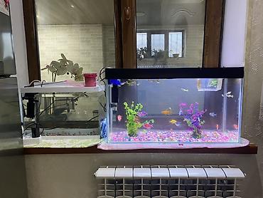 akvarium balıq novləri: Akvaryum komplekti – dekorativ tropik balıqlar ilə balaca akvaryum — 4