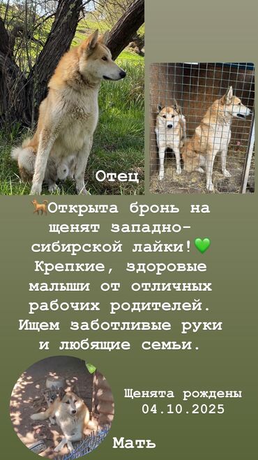 охотничьи щенки: Открыта бронь на щенят западно-сибирской лайки! Крепкие, здоровые