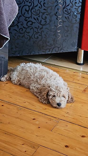 poodle mini: Pudel, 3 ay, Dişi, Peyvəndli, Ünvandan götürmə — 4