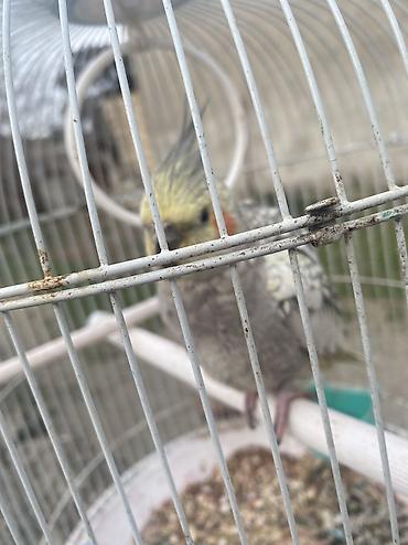 qefəs: Növ: Nimfa (cockatiel) – xallı rəngli Təsvir: - Ağımtıl-boz xallı — 7