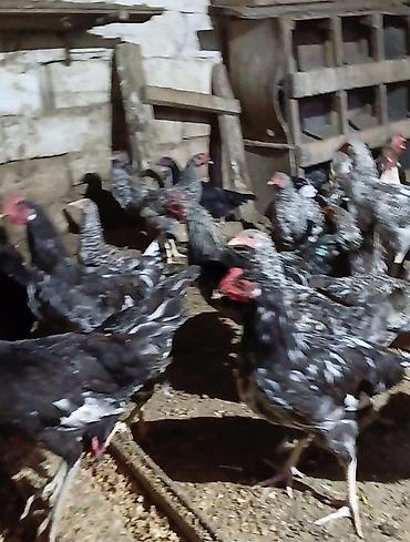 Toyuqlar satılır. 5 aylıqdılar vaksin olunublar hövsan kəndi. Kənd lalafo.az -da Toyuqlar satılır. 5 aylıqdılar vaksin olunublar hövsan kəndi. Kənd