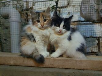 котенок в хорошие руки: Erkək, Dişi, Yaxşı əllərə, Ünvandan götürmə