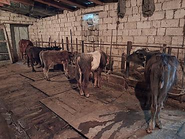 Inəklər, öküzlər: Dişi, il: 1, 100 kq, Südlük, Ünvandan götürmə, Ödənişli çatdırılma — 8
