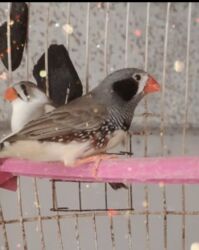 yerli inekler: Salam hər vaxdıvız xeyir 1 cüt amadin di 1 defe bala almışam hec bir