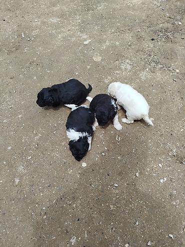 yerli qaz: Pudel — 6