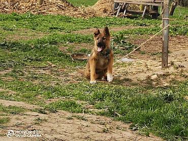 Продажа собак: Овчарка, 5 месяцев, Самка — 7