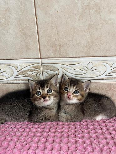 pişik cüt: Yaxşı əllərə — 2