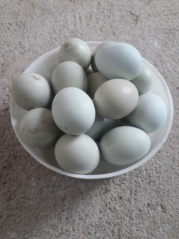 qaratoyuq yumurtasi: Yumurta