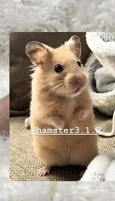 Хомяки: Продаются хомячки ручные. В нашем питомнике вы можете приобрести — 1