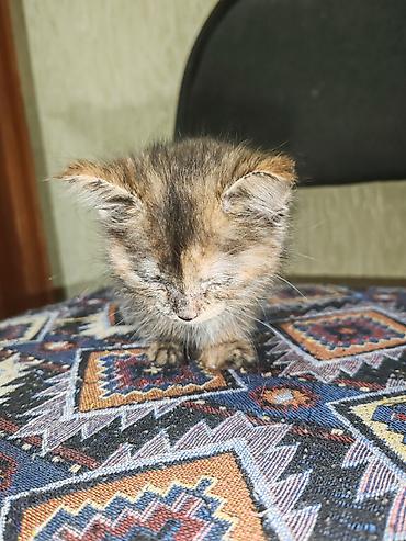 Кошка даром: Беспородная, 2 месяца, Девочка