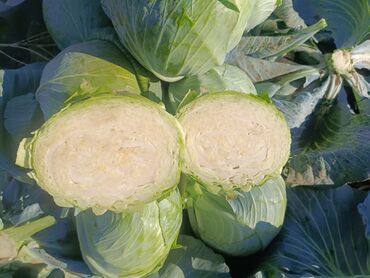 односпальная кровать с матрасом бишкек: Капуста Белокачанная, Оптом