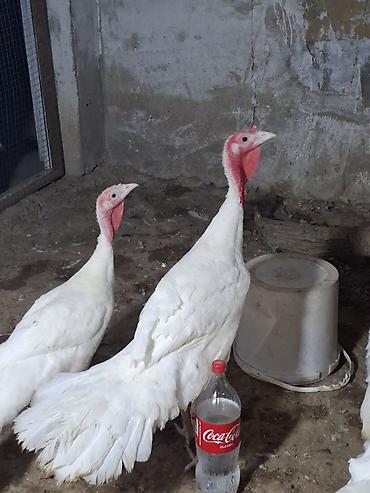 binə atciliq: Salam Temiz cins ag kanada hindusqalari satilir 5 ayliq disiler 55 man — 4