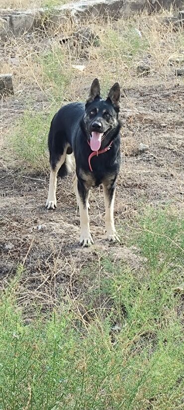 pomeranian satışı: Alman çoban iti, 1 il, Erkek, Peyvəndli, Ödənişli çatdırılma