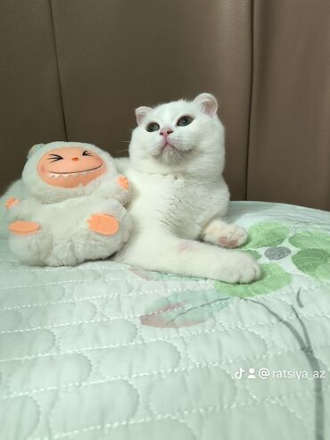 алабай в добрые руки: Şotland yastı qulaq, Dişi lalafo.az -da алабай в добрые руки: Şotland yastı qulaq, Dişi