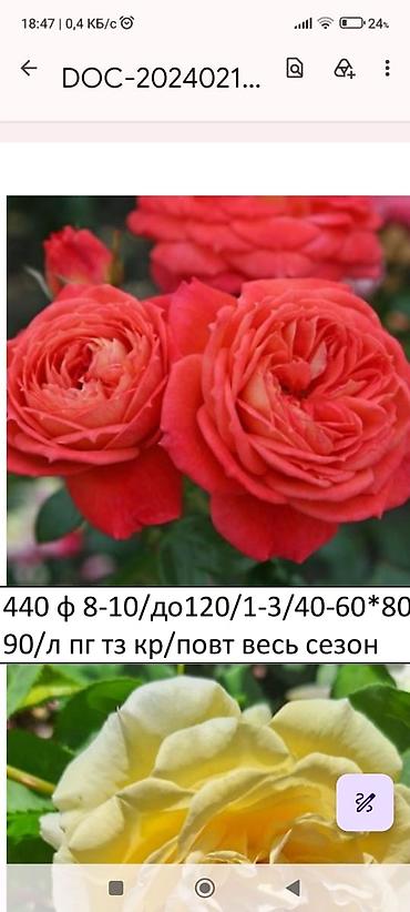 куплю голубой ель: Саженцы — 3