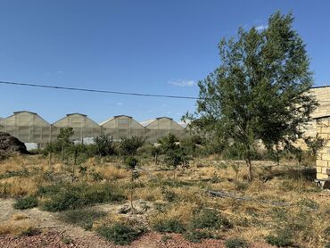 Torpaq sahələrinin satışı: 30 sot, Kənd təsərrüfatı -da lalafo.az — 11 Torpaq sahələrinin satışı: 30 sot, Kənd təsərrüfatı — 11