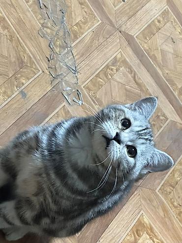 Кошки: Британская короткошёрстная, 4 месяца, Мальчик, Приучена к лотку — 3