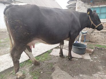 alfa romeo 164 3 mt: Продаю | Корова (самка) | Голштин | Для молока