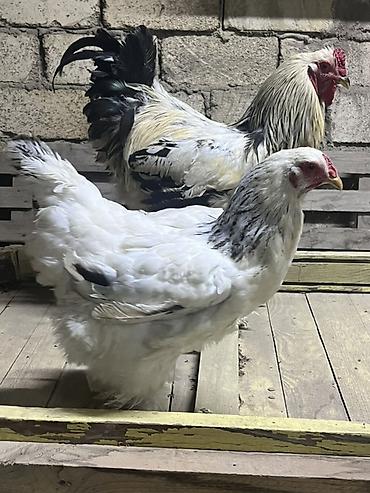 qu qusu satisi: Toyuq, Brama, Damazlıq — 2