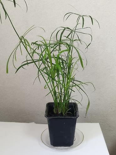 куст: Циперус (Cyperus alternifolius)кудрявый комнатное болотное растение в — 2