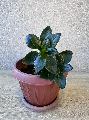 Денежное дерево: - Денежное дерево (Крассула овата) 70см — 2900 - Герань (Пеларгония) — 20