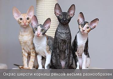 корниш рекс: Корниш-рекс — элегантные кошки с волнистой, бархатистой шерстью и — 5