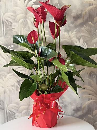Антуриум (Anthurium andraeanum) в декоративной упаковке - Эффектное