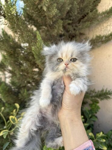 Pişiklər: Fars -da lalafo.az — 3 Pişiklər: Fars — 3