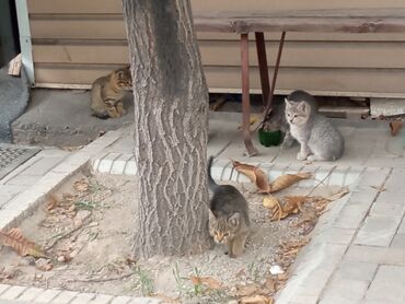 Сварка: Котята
возраст 2 месяца
симпатичные
кому если надо. бесплатно