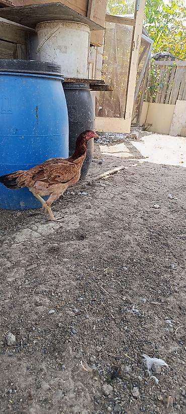 tovuz qusu satilir: 11 ayliq heyrati fere satilir. yumurtlayir . barterde mumkundu — 2