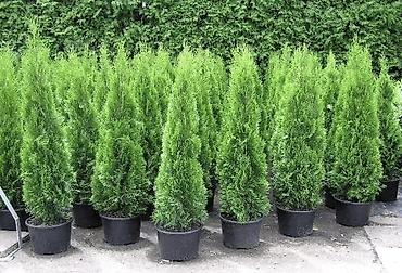 Туя: "Смарагд" туялары жана голубая ель (көк карагайлар) арзан баада — 5