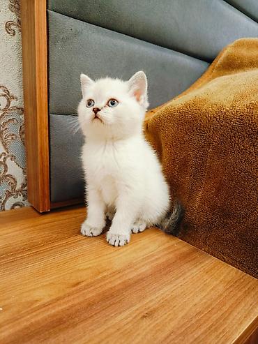 Кошки: Шотландская вислоухая, Самка, Самец, В добрые руки, Доставка в районы, Бесплатная доставка, Платная доставка — 5