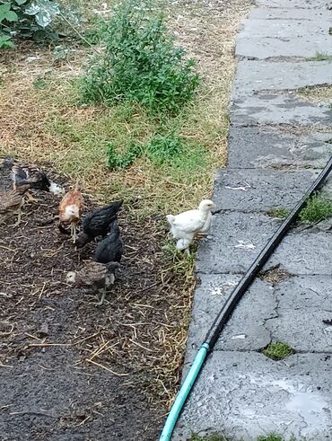 котята простые: Сатам | Тооктор, Короздор, Балапандар | Үй | Союуга, Көбөйтүү үчүн, Жумуртка туудуруу үчүн