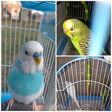 2 quş+qəfəs+ yuvalıq birlikdə 40 azn - Növ: Dalmatian/xanım-bülbül lalafo.az -da 2 quş+qəfəs+ yuvalıq birlikdə 40 azn - Növ: Dalmatian/xanım-bülbül