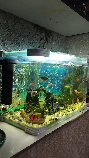 Akvariumlar: Dördbucaq akvarium, Balıqlarla birlikdə, 19 l — 2