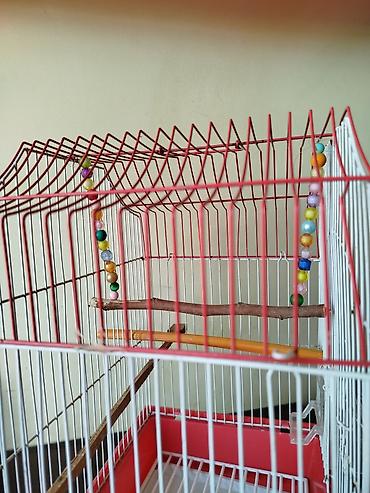 Heyvanlar: Qırmızı-ağ quş qəfəsi - Material: metal barmaqlıqlar, plastik altlıq — 2