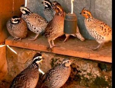 купить корм для перепелов несушек: Продаю | Петух, Куры