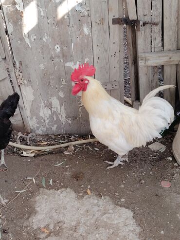 Xoruzlar: Ağ rəngli avstrolop xoruz - Rəng: krem-ağ tüklər, iri qırmızı daraq — 4