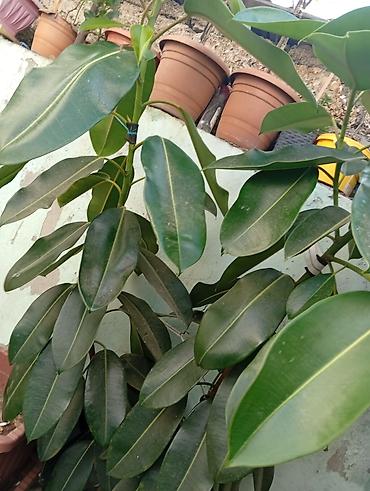 agac satilir: Bitki: Ficus elastica (Kauçuk ağacı) Hündürlüyü 2m-dən çoxdur. - — 2