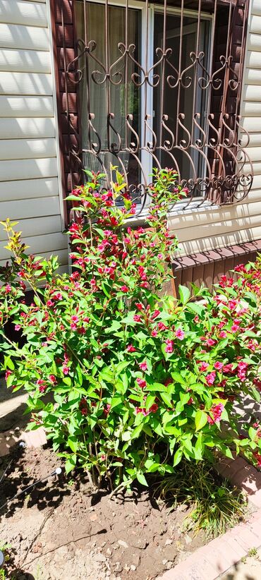 Продажа домов: Дача, 140 м², 5 комнат, Собственник — 11