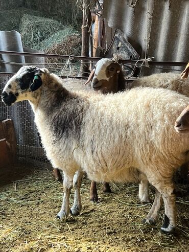 котные овцы: Продаю | Овца (самка) | Для разведения | Котные