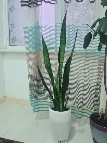 лампа для растений: Другие комнатные растения