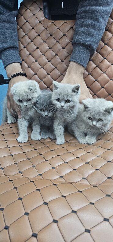 Pişiklər: Erkək, Yaxşı əllərə, Rayonlara çatdırılma — 6