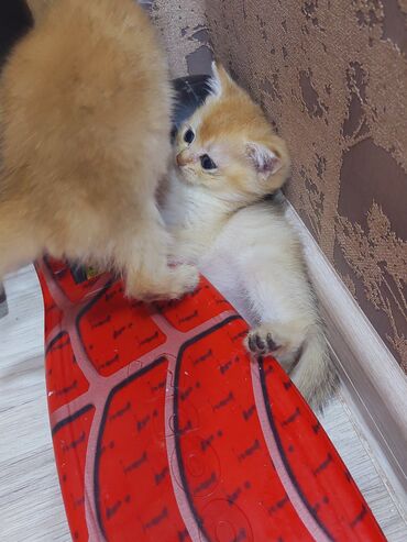 Pişiklər: Qızıl şinşilla, Erkək, Dişi, Yaxşı əllərə, Ünvandan götürmə -da lalafo.az — 5 Pişiklər: Qızıl şinşilla, Erkək, Dişi, Yaxşı əllərə, Ünvandan götürmə — 5