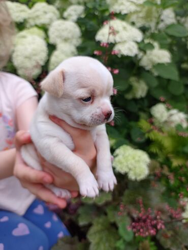 бордор колли: Чихуахуа, 1 месяц, Самец