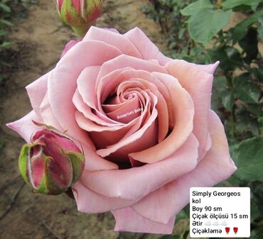 Şitillər: Sort qizilgul kollari ve sarmasanlarinin satişi .Ozumuz calaq yolunile -da lalafo.az — 13 Şitillər: Sort qizilgul kollari ve sarmasanlarinin satişi .Ozumuz calaq yolunile — 13