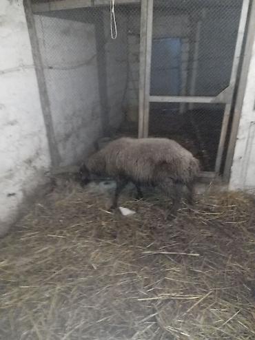 Qoyunlar, qoçlar: Sağlamdı 2ci qarına qoça gəlib. Ünvan Novxanı — 5