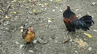 ən gozəl at səkilləri: Ana ata birinci ve ikinci partiya balaları balalar bu ilin — 3