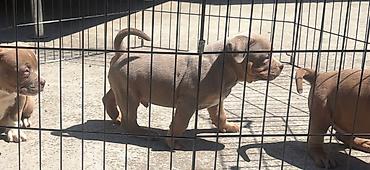 Psi: American bully pocket lilac štenci. 4 lilac zenki, 2 zute zenke — 15
